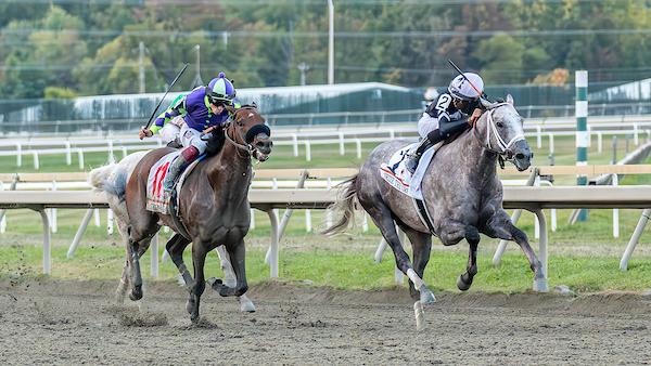 Seize the Grey, Pennsylvania Derby, Parx Racing, D. Wayne Lukas, MyRacehorse, Eclipse Sportswire Seize the Grey, Pennsylvania Derby, Parx Racing, D. Wayne Lukas, MyRacehorse, Eclipse Sportswire
